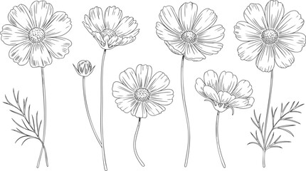 Hand drawn cosmos flower row set in clean botanical line art style. © Creative09