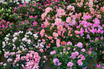 Fototapeta premium Colorful azalea and rhododendron shrubs with pink, peach and white blossoms in a lush spring garden, floral background for nature design.