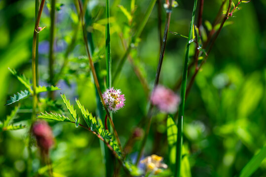 Bellissimo fiore di sanguisorba, burnet o pimpinella in un campo fiorito in primavera 
