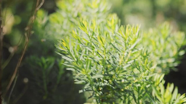 Sunlit Green Shrub With Lush Leaves in Garden Foliage Closeup for Natural Background