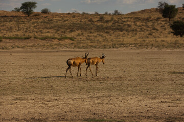 Naklejka premium Two Red Hartebeest in the Dry Nossob Riverbed Kgalagadi Transfrontier Park 17171
