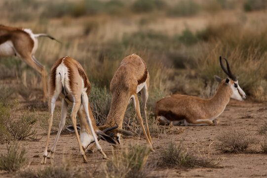 Wet Springbok Antelope after the rain in the Kgalagadi Transfrontier Park South Africa 17215