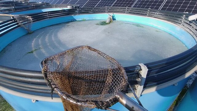 A blue, above-ground, permanent fish-breeding pool, frozen in winter, with a layer of ice on the surface of the water and a net with a wicker mesh for catching fish lying on it 