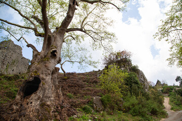 Fototapeta premium Old plane tree with hollow at the ruins of a stone fortress