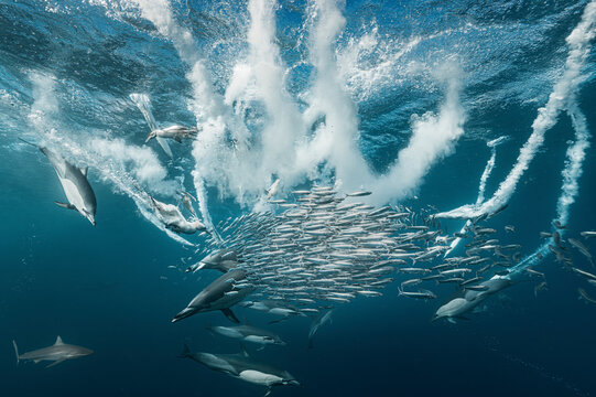 Dynamic underwater scene of dolphins hunting a bait ball surrounded by schooling fish, with a shark joining the feeding frenzy. Dramatic marine wildlife interaction showing predator-prey behavior.