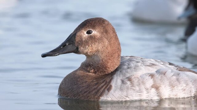 Close up portrait of a male Canvasback duck with chestnut head and grey body