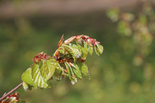 Macro image of new Beech leaves and flowers growing in Spring, Derbyshire England

