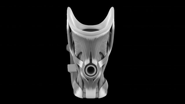 Anatomical 3 d render of the human larynx showing the thyroid cartilage, cricoid cartilage, and surrounding muscular structures on black