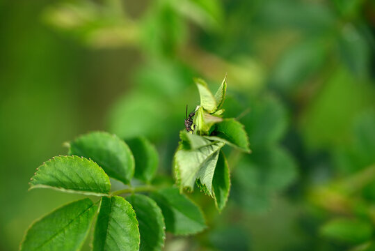 True fly sitting on rose leaf. Detail of Musca sitting on top of a rose scrub.