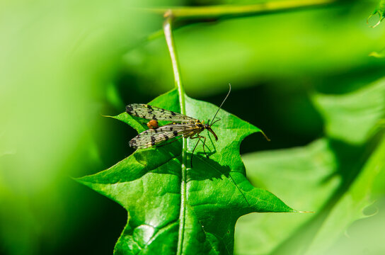 Common Scorpionfly Panorpa communis on a Green Leaf