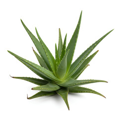 Fototapeta premium Aloe Vera Plant A Detailed View of the Medicinal Herb 2.