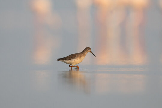 Portrait of a Redshank at Eker coast, Bahrain