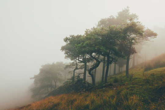 Gnarly Scots Pine trees shrouded in dense morning fog on a grassy hillside in the Yorkshire Dales, North England.