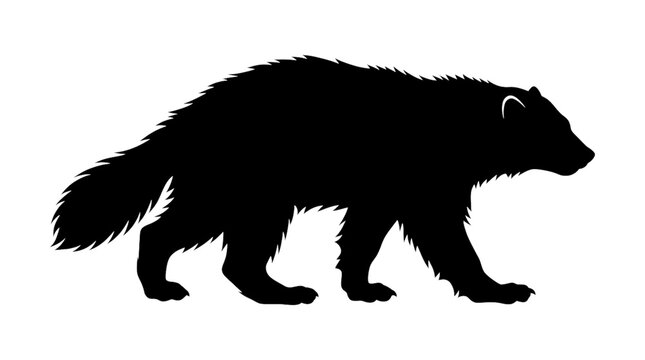 Black Wolverine Silhouette Isolated on White Background, Wild Mustelid Animal Vector Illustration