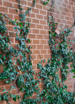 Green climbing plant on brick wall with copy space background