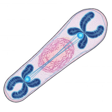 Biological of a cell undergoing mitosis with dark blue chromosomes, light blue centrosomes, and a pink central nucleus on black