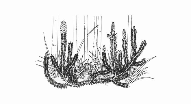 Black and white illustration of clubmoss and grass on a white background