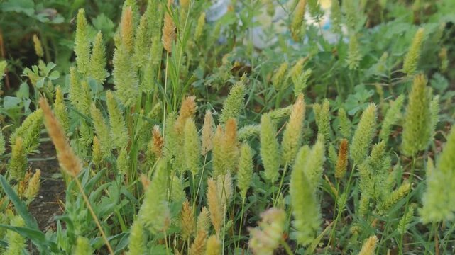 Phalaris Aquatica Seedlings Growing in Natural Light, Close-Up Green Grass Background