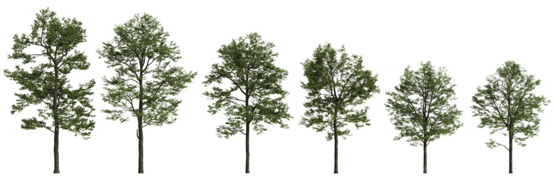 Set Populus przewalskii trees 3d illustration on transparent background