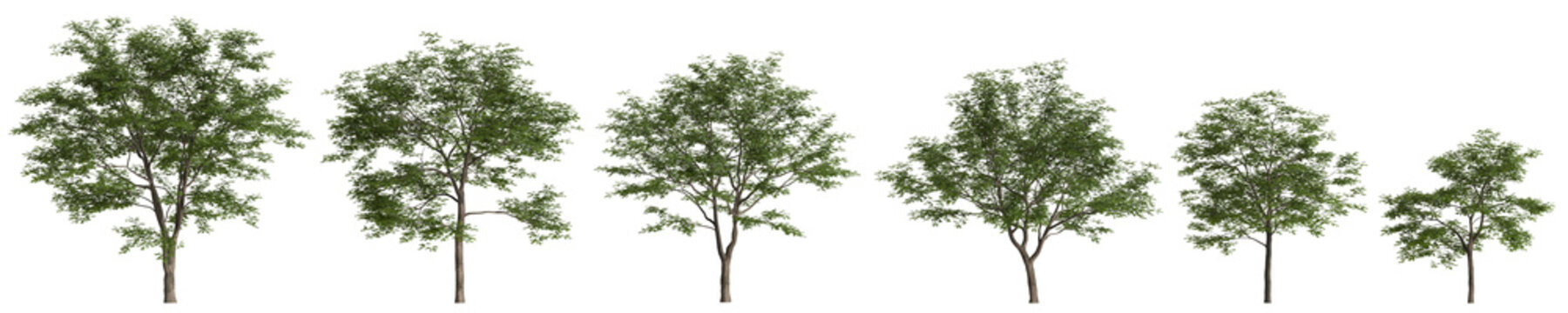 Set Pterocarya stenoptera trees 3d illustration on transparent background