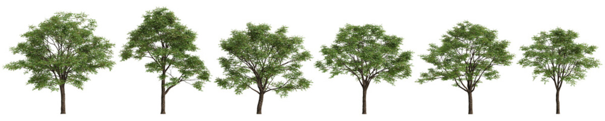 Fototapeta premium Set Toona sinensis trees 3d illustration on transparent background