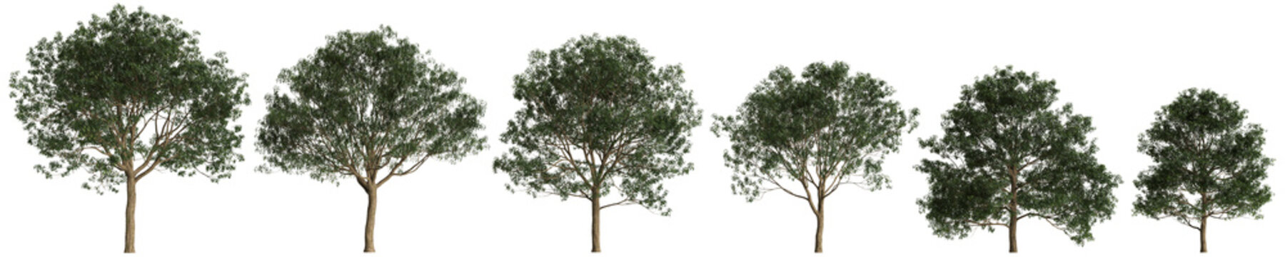 Set Lindera megaphylla trees 3d illustration on transparent background