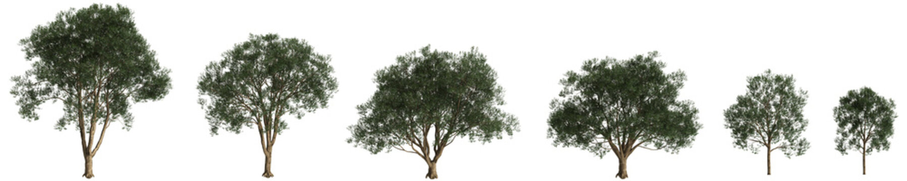 Set Ligustrum lucidum trees 3d illustration on transparent background