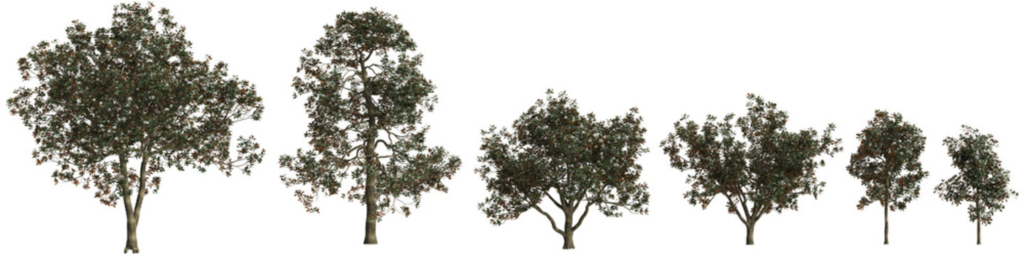 Set Magnolia grandiflora tree 3d illustration on transparent background