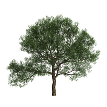 Cyclobalanopsis glauca tree 3d illustration on transparent background