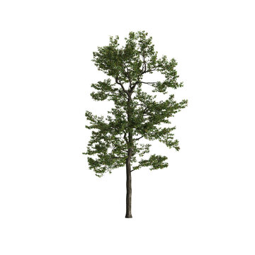 Populus przewalskii tree 3d illustration on transparent background