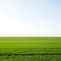 Obraz premium Vibrant green field under a clear blue sky a serene landscape 2.