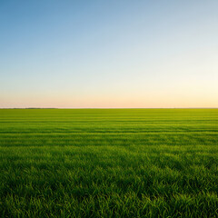 Fototapeta premium Vibrant green field under a clear blue sky at sunset peaceful landscape.