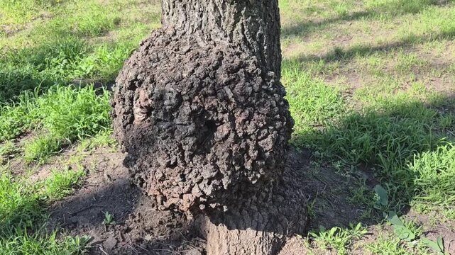 A burl or rare woody growth (capsule) that occurs due to the abnormal development of dormant buds, forming dense nodules and deformed fibers. It has a rounded shape and grows on the trunk or roots