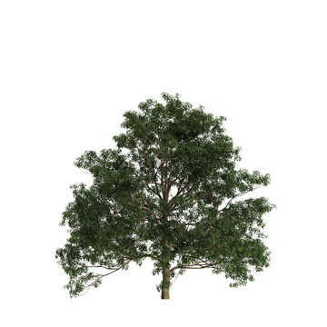 Lindera megaphylla tree 3d illustration on transparent background