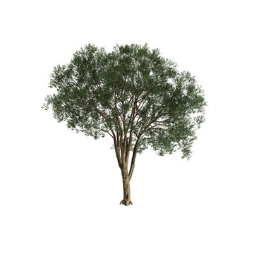 Ligustrum lucidum tree 3d illustration on transparent background
