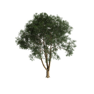 Ligustrum lucidum tree 3d illustration on transparent background