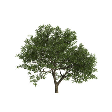 Juglans regia tree 3d illustration on transparent background