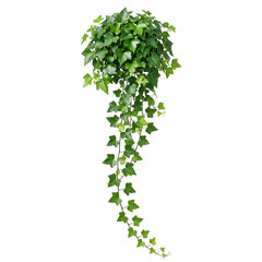 Naklejka premium Cascading green ivy vines hanging down isolated on black background