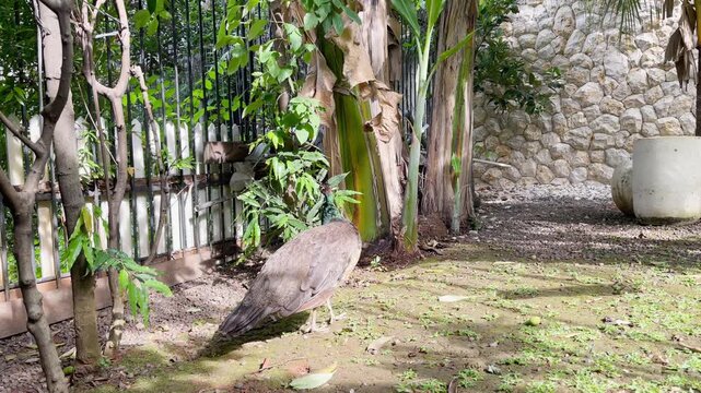 young female peafowl sunbathing in the garden, peahen standing on the ground and walking around in the afternoon in open nature