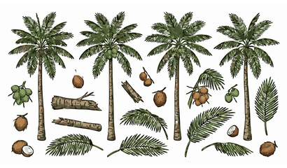Realistic coconut palm tree vector collection with cocos nucifera leaves trunks and fruits in creative isolated layout © Ashik 