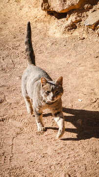 A cute tabby cat sitting on beach rocks in nature looking curious and playful on sunny day in taba