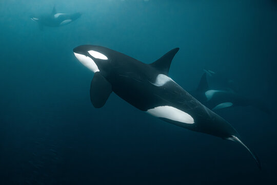 Underwater view of an orca swimming in deep blue ocean water, with other killer whales in the background. Minimalist marine wildlife scene showing movement, depth and natural ocean environment.