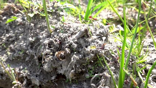 A solitary bee foraging on the ground
