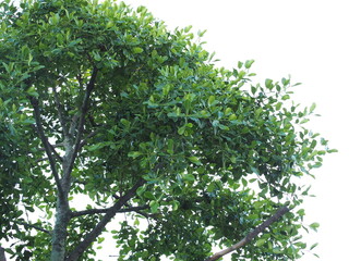 Fototapeta premium Black Ebony has tiny, beautifully arranged green leaves that resemble mouse ears. Diospyros buxifolia (Blume) Hiern has dark green leaves, dense bush, sun-tolerant, thin, stiff, dark green and glossy.