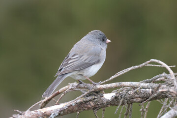 Fototapeta premium Juncos in spring around feeder