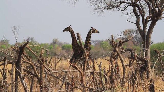 Giraffes in Chobe National Park in Botswana (Giraffa giraffa angolensis Lydekker)
