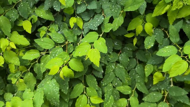 Green leaves moving slowly in wind, natural foliage motion scene, calm eco concept, relaxing nature theme, fresh environment.