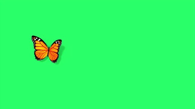 Monarch butterfly flying isolated on green screen chroma key background 4k animation nature insect motion