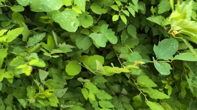 Green leaves swaying in wind outdoors, natural foliage motion, eco environment concept, fresh nature scene, calming greenery.