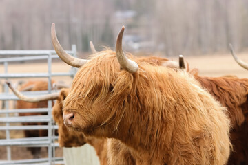 Longhorn highland cattle in the pasture of a Finnish manor. The cattle has large green pastures in a beautiful rural landscape. © Aila Ruoho